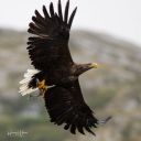 Flatanger_20170808_0110_web.jpg