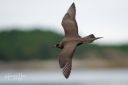 Flatanger_20170809_0210_web.jpg