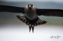Flatanger_20170809_0286copy_web.jpg