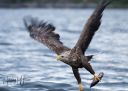 Flatanger_20170809_B1206_web.jpg
