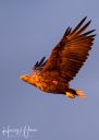 Flatanger_20170809_B1719_web.jpg