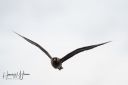 Flatanger_20170810_2130_web.jpg