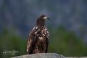 Flatanger_20170810_2170_web.jpg