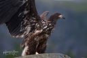 Flatanger_20170810_2180_web.jpg