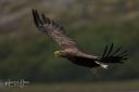 Flatanger_20170810_2644_web.jpg