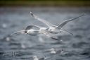 Flatanger_20170810_2766_web.jpg