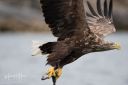 Flatanger_20170810_2917_web.jpg