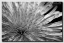 Groenneblade103-web-BW.jpg