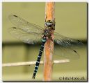 Guldsmed_026-red-web-3.jpg