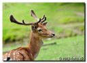 Hannerup_078-red-web.jpg
