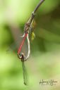 Hannerup_20180519_DSC_8096-web.jpg