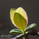 Hannerup_20200321_159_web.jpg