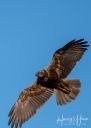 Hannerup_20200710_113_web.jpg