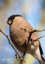 Hannerup_20210227_16-Edit_web.jpg