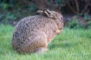 Hannerup_20210308_21-Edit_web.jpg