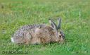 Hare_i_Haven_039-besk-web-bel.jpg