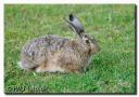 Hare_i_Haven_045-besk-web_bord.jpg