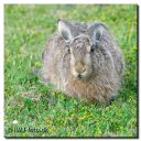 Hare_i_Haven_061-bes-web-bord.jpg