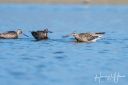HirtshalsOststrand_20190824_122_web.jpg
