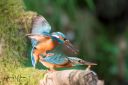 Isfugl_20170620_204-Edit_web.jpg