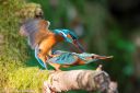 Isfugl_20170620_215_web.jpg