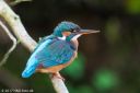 Isfugl_20170620_248_web.jpg