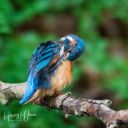 Isfugl_20170705_039_web.jpg
