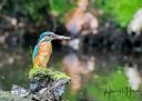 Isfugl_Gudenaen_20190602_39-copy_web.jpg