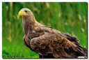 Kandesteder_0614-red2-web.jpg