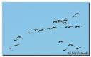 Kandesteder_2029-cr2-web.jpg
