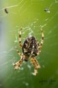 KorsEdderkop_20180901_18_web.jpg