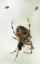 KorsEdderkop_20180901_stack2_web.jpg