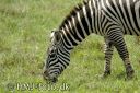 Lake_Nakuru574-red.jpg