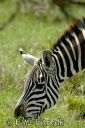 Lake_Nakuru594-red.jpg