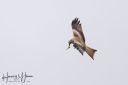 Langeland_20231010_A_108-Edit_web.jpg