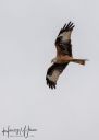 Langeland_20231011_A_297-Edit_web.jpg