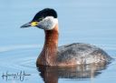 LilleVildmose_A_20190505_001_web_GrastrubetLapperdykker.jpg