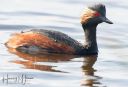 LilleVildmose_A_20190505_041_web.jpg