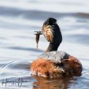 LilleVildmose_A_20190505_046_web_SortHalsetLapperdykker.jpg