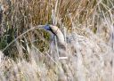 Lille_Vildmose_20220319_151_web.jpg
