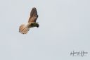 MagretheKog_20180915_355_Tarnfalk_web.jpg