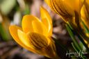 Makro_Forar_20210227_12_web.jpg