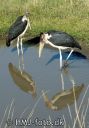 MasaiMara0723-besk.jpg