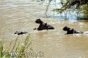 MasaiMara1098-red.jpg