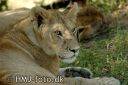 MasaiMara1338-red.jpg