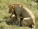 MasaiMara1669-besk.jpg