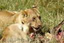 Filename=MasaiMara1742-red.jpg
Filesize=202KiB
Dimensions=1000x665
Date added=Aug 03, 2010 MasaiMara1742-red.jpg