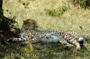 MasaiMara1771-red.jpg