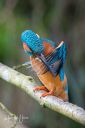 Moseso_Isfugl_20180420_0253_web.jpg