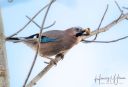 Randers_20240208_88_web.jpg